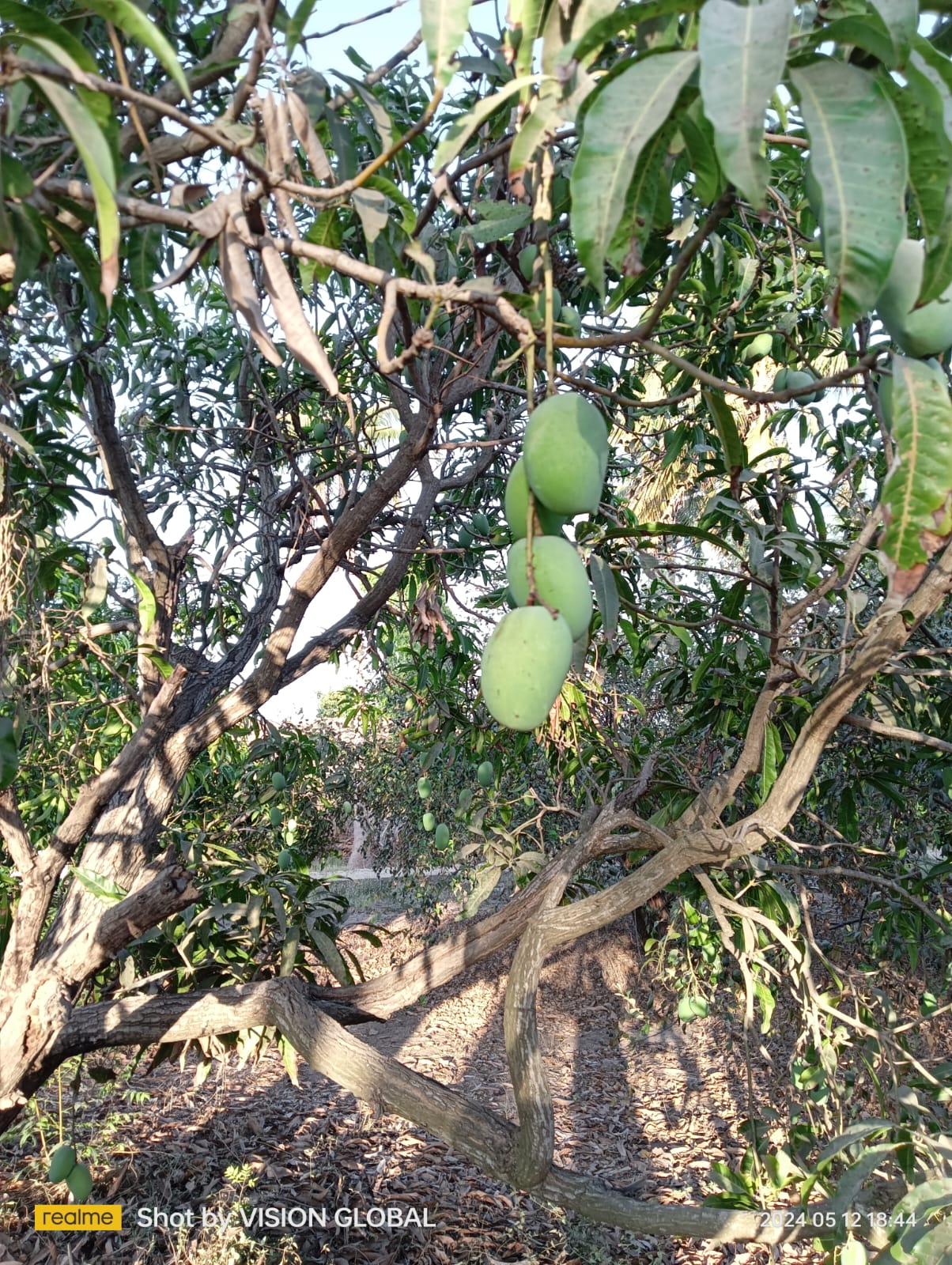 Fresh mango packing for customers