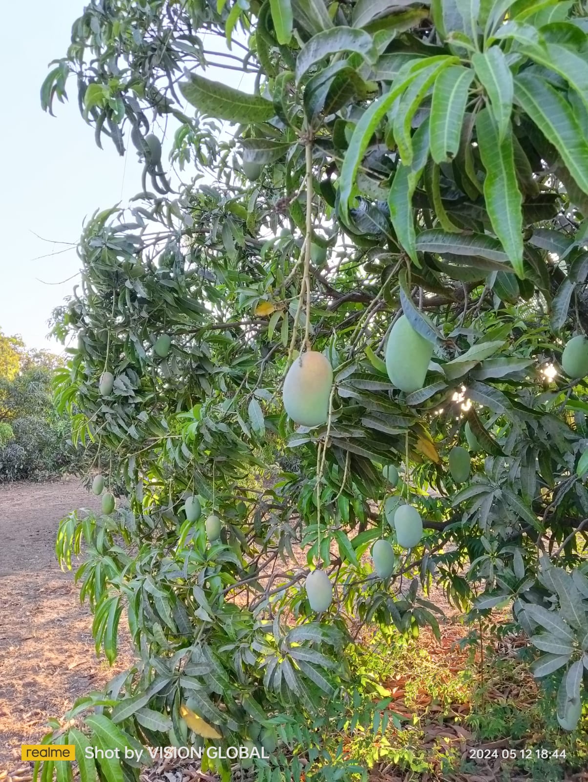 Kesar mango farm view