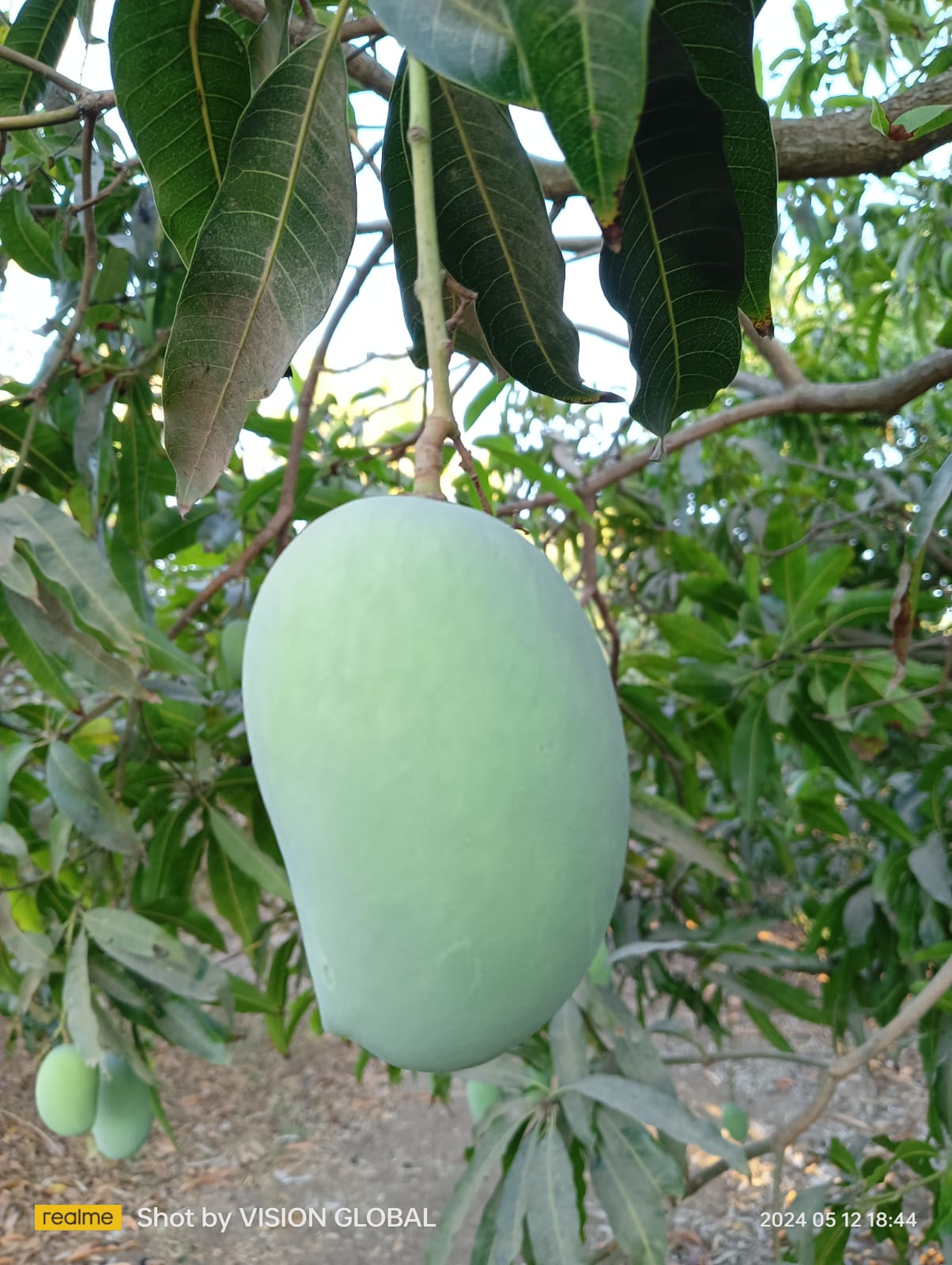 Ripe Kesar mango close up