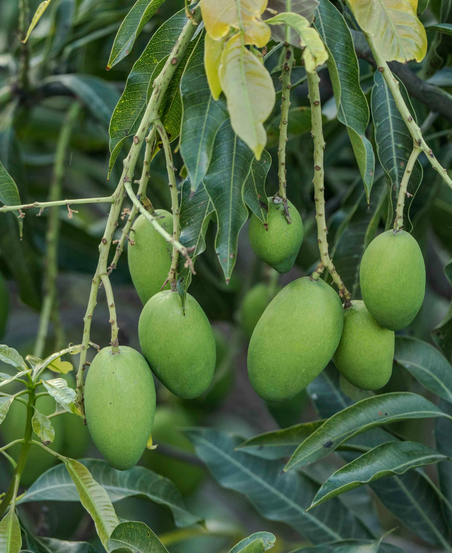 Premium Gir Kesar mango basket by Maharaja Mango from Mahadev Farm