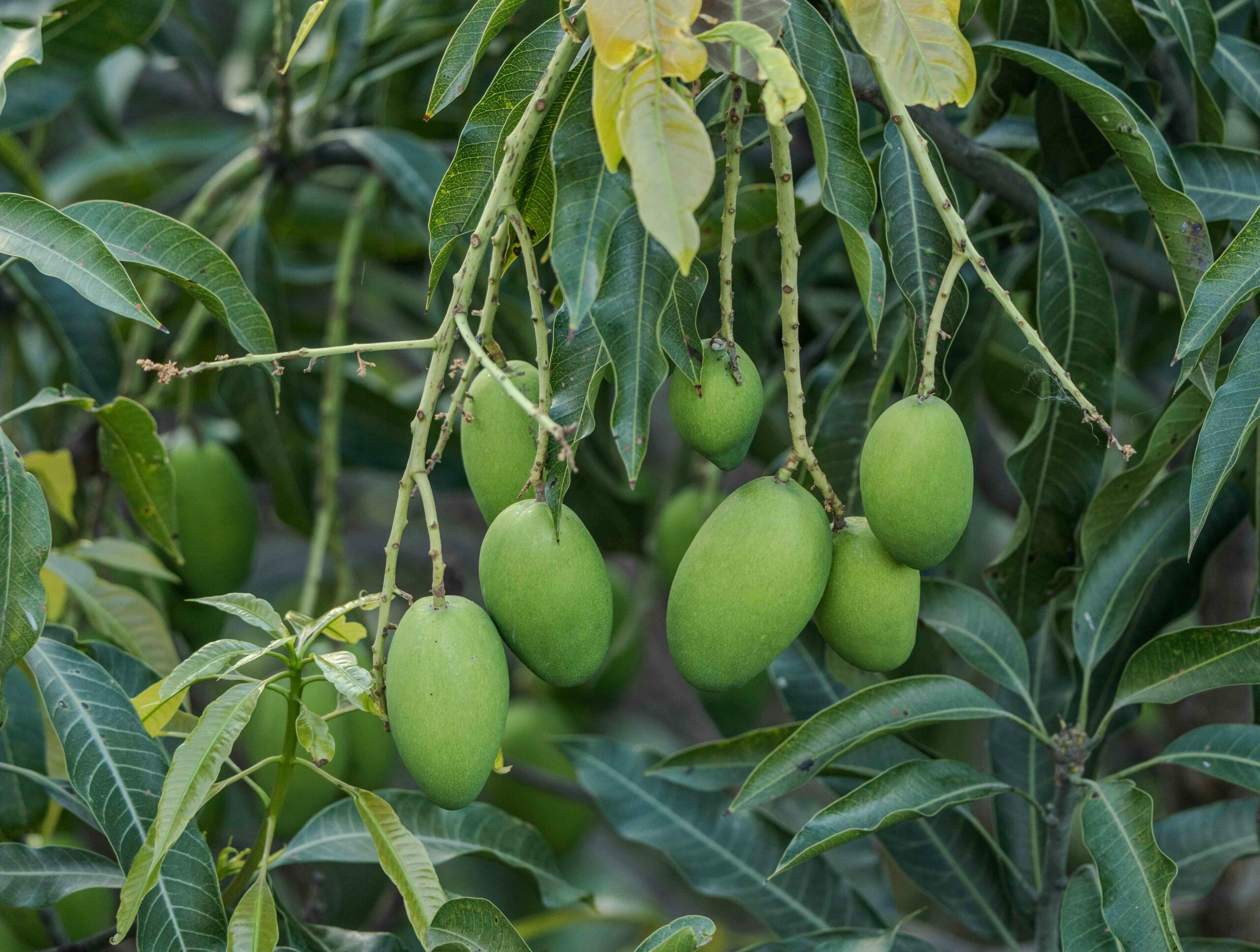 Maharaja Mango box with fresh Kesar mangoes